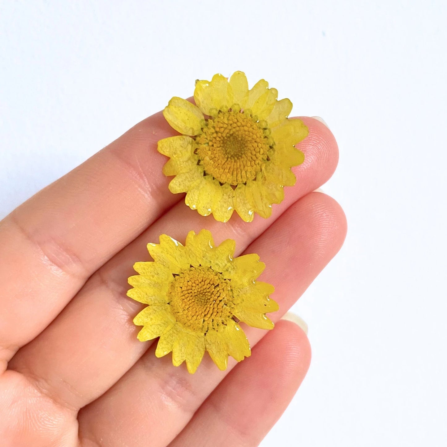 Real Daisy Flower Stud Earrings