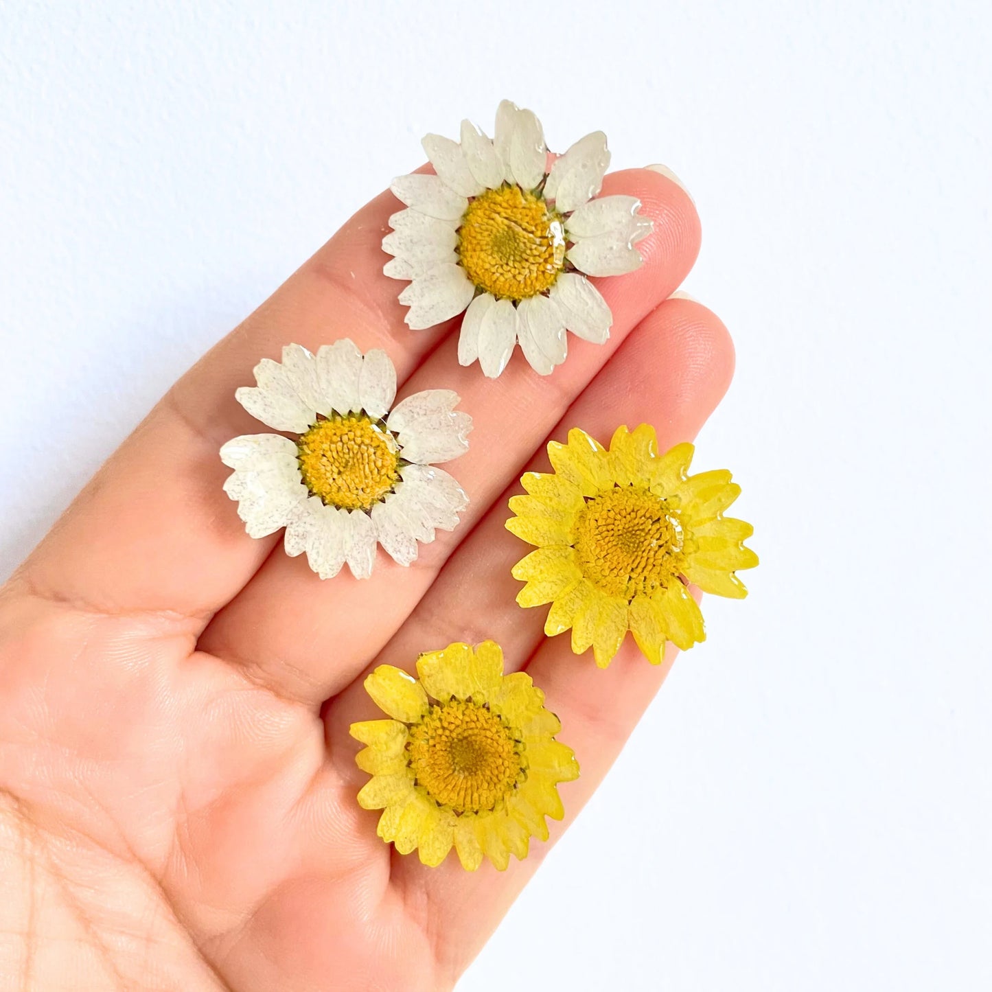 Real Daisy Flower Stud Earrings