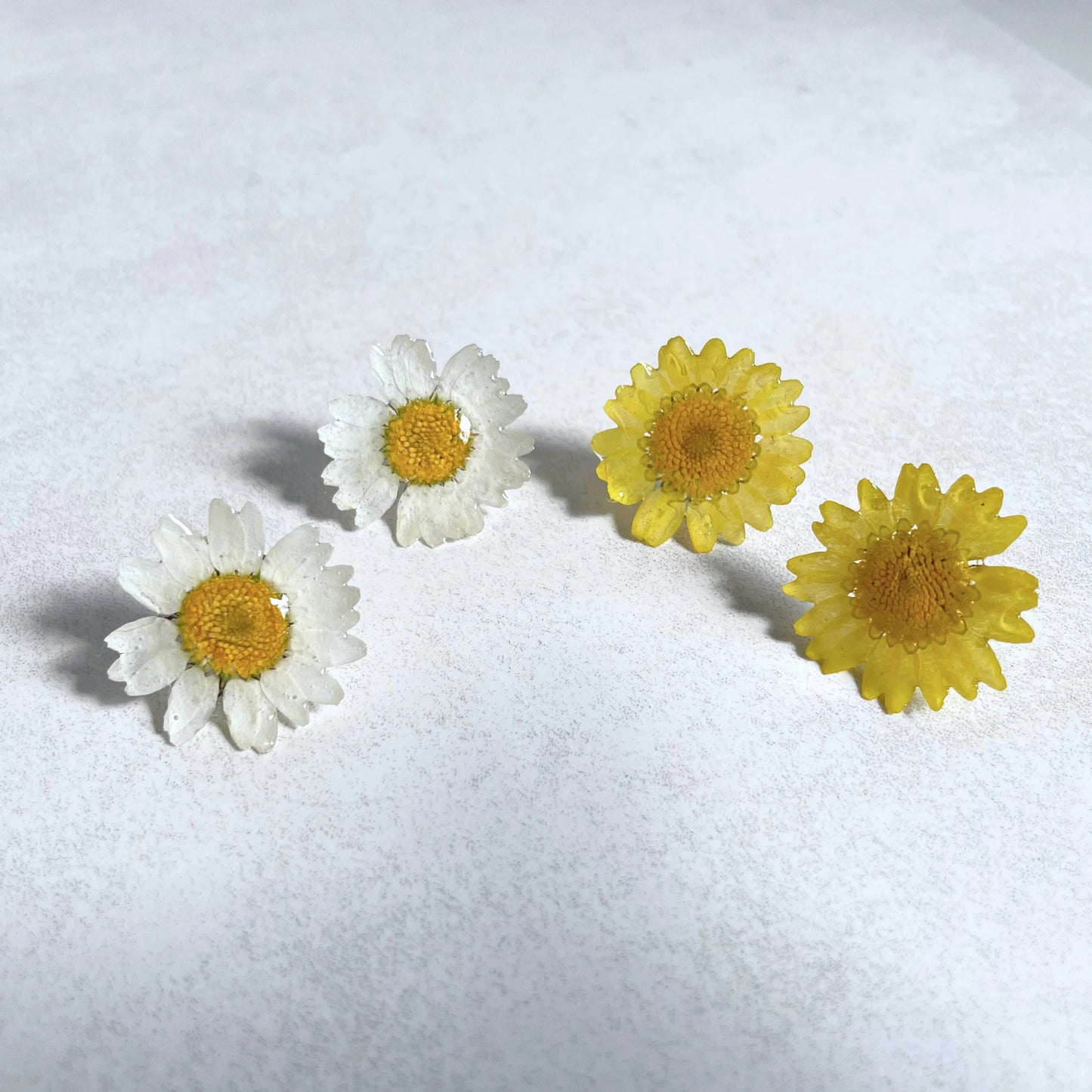 Real Daisy Flower Stud Earrings