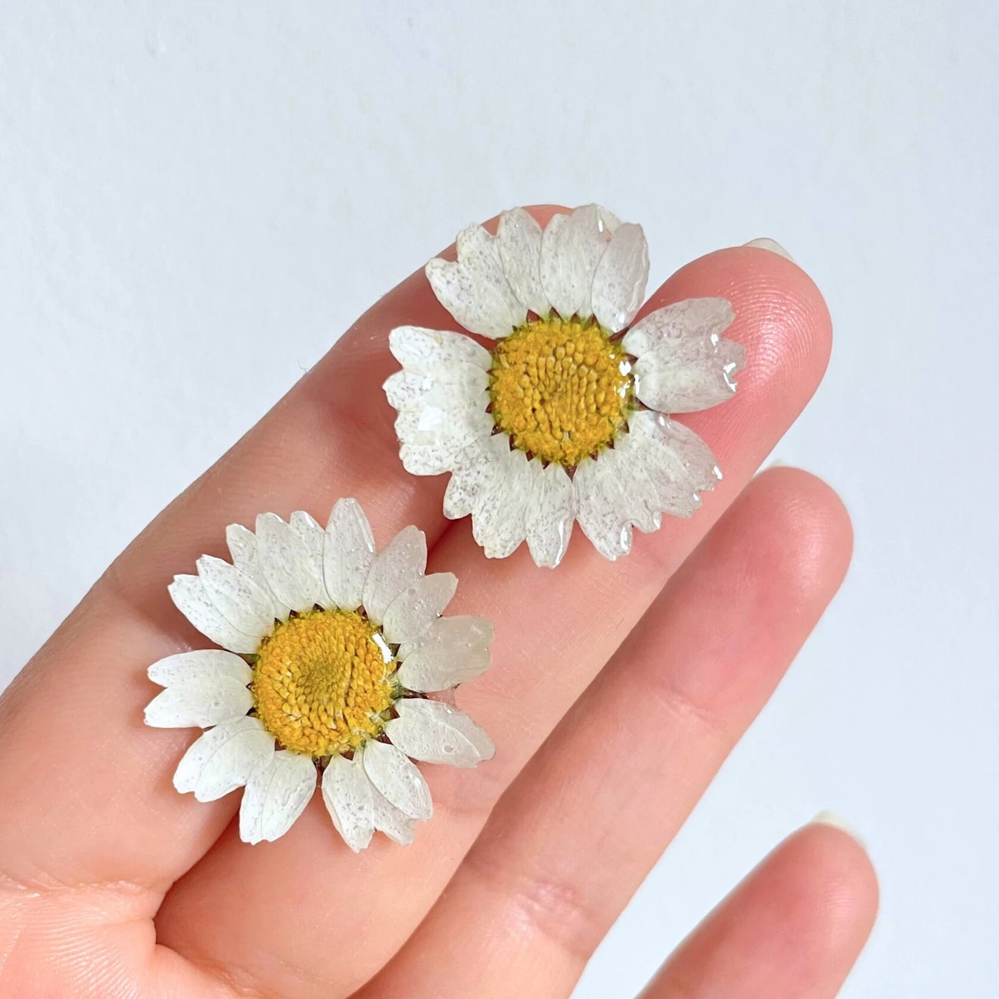 Real Daisy Flower Stud Earrings