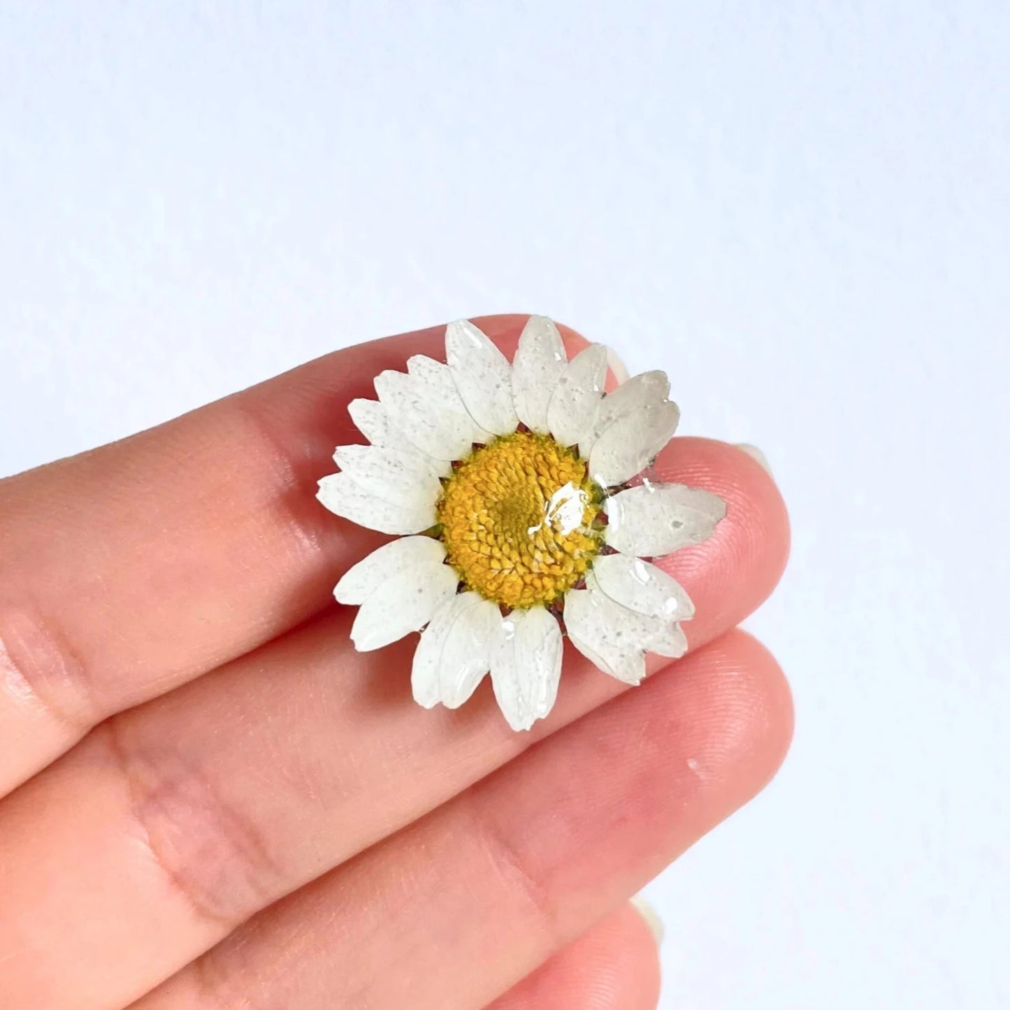 Real Daisy Flower Pin Brooch